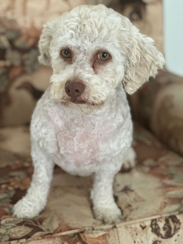 Compilation Of Scaredy Dogs Terrified Of Walking Past Cats [VIDEO] - Most  Watched Today