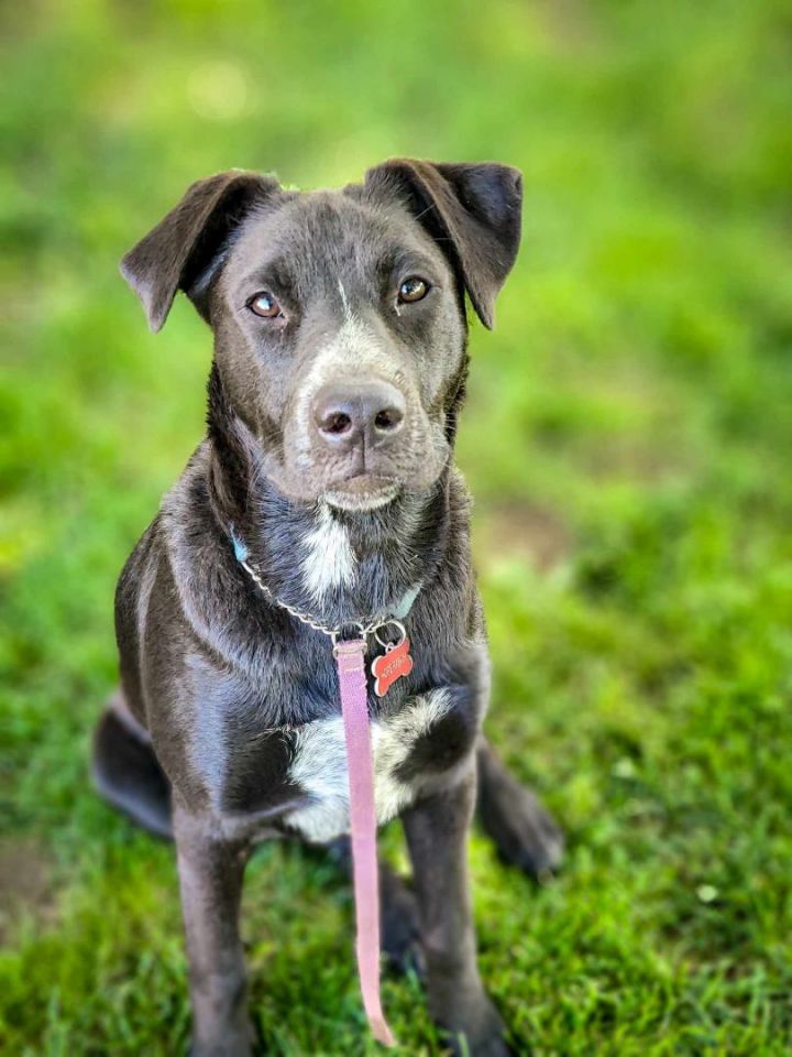 Pascal, an adoptable Black Labrador Retriever & Australian Cattle Dog / Blue Heeler Mix in Anza, CA_image-1
