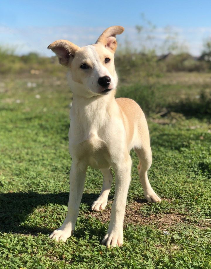 Quinn, an adoptable Terrier Mix in Weatherford, TX_image-1