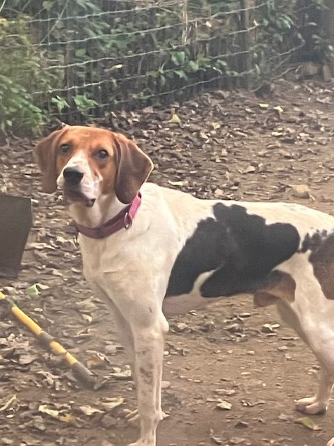 Treeing walker coonhound puppies best sale for adoption