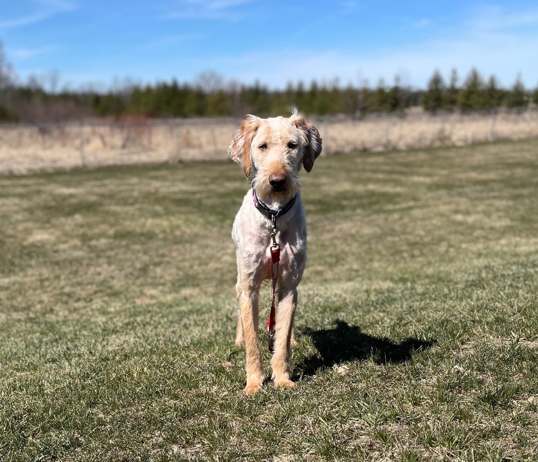 Prince Jersey, an adoptable Standard Poodle, Golden Retriever in Appleton, WI, 54911 | Photo Image 3