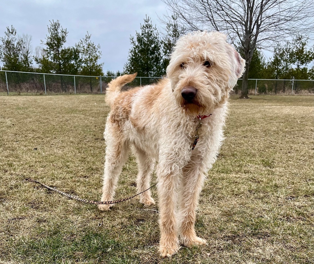 Prince Jersey, an adoptable Standard Poodle, Golden Retriever in Appleton, WI, 54911 | Photo Image 1