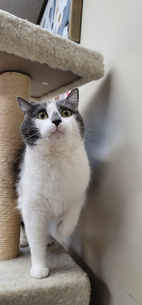 AC Shyann, an adoptable Domestic Short Hair in Fremont, NE, 68025 | Photo Image 2