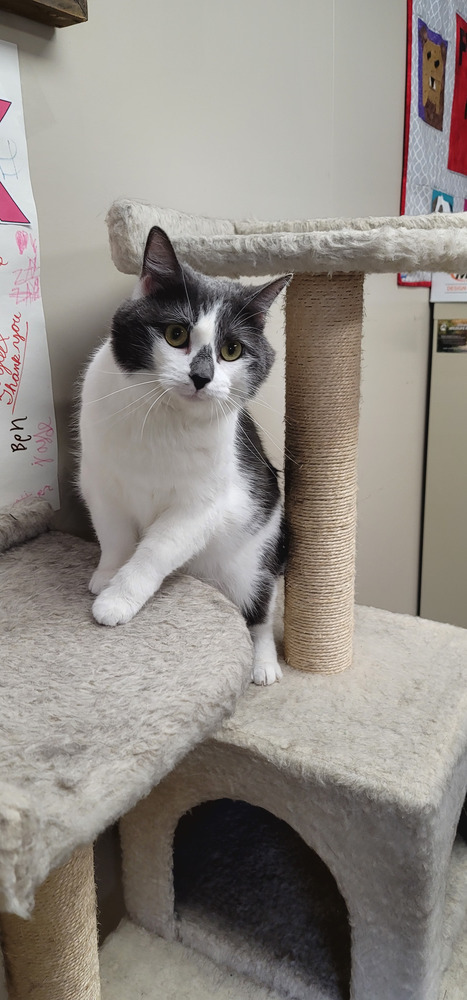 AC Shyann, an adoptable Domestic Short Hair in Fremont, NE, 68025 | Photo Image 3