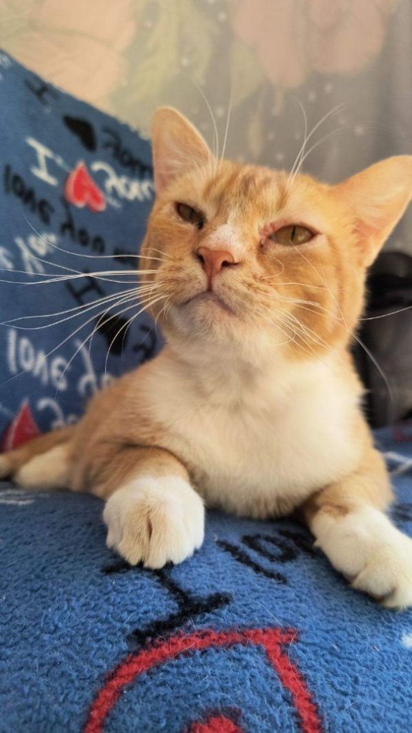 Cat for adoption - Kittens are at PetSmart!!, a Domestic Long Hair &  Domestic Short Hair Mix in Norman, OK