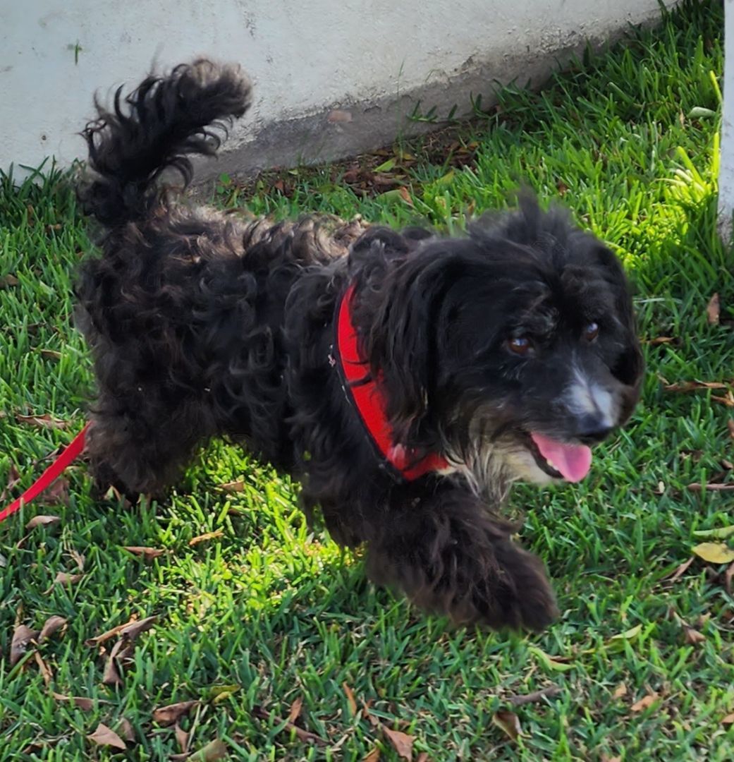 Mustafa, an adoptable Poodle, Cockapoo in Fallbrook, CA, 92028 | Photo Image 2