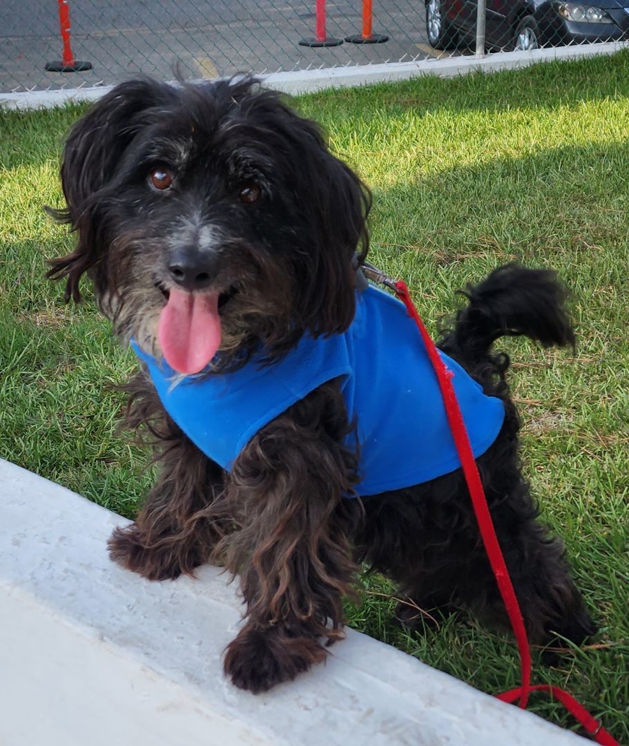 Mustafa, an adoptable Poodle, Cockapoo in Fallbrook, CA, 92028 | Photo Image 4