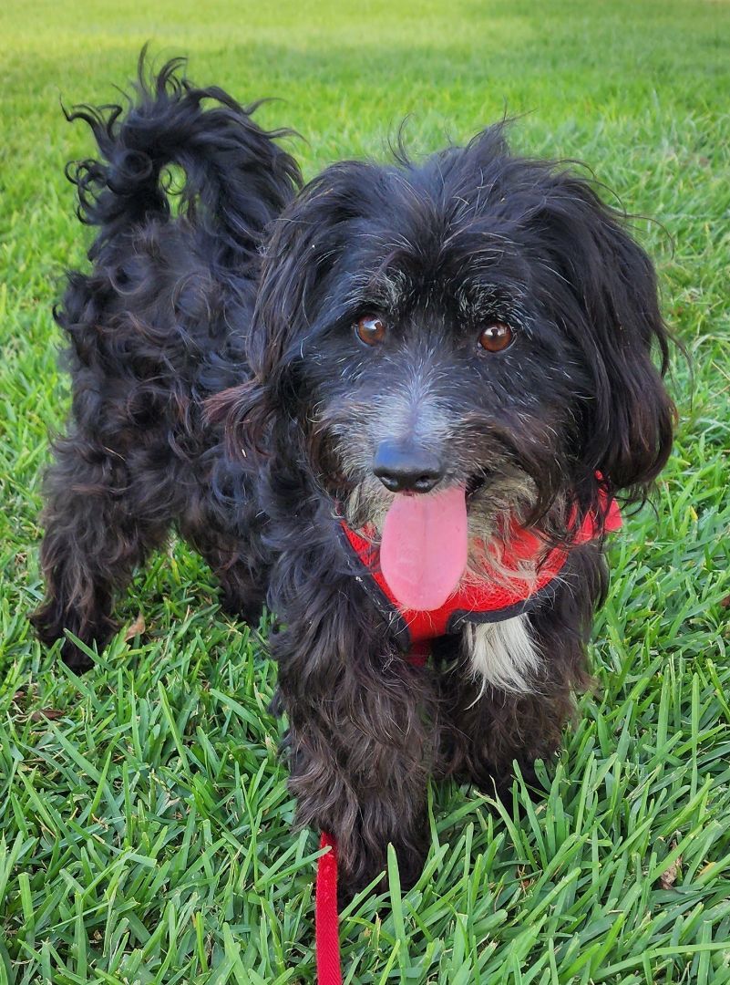 Mustafa, an adoptable Poodle, Cockapoo in Fallbrook, CA, 92028 | Photo Image 5
