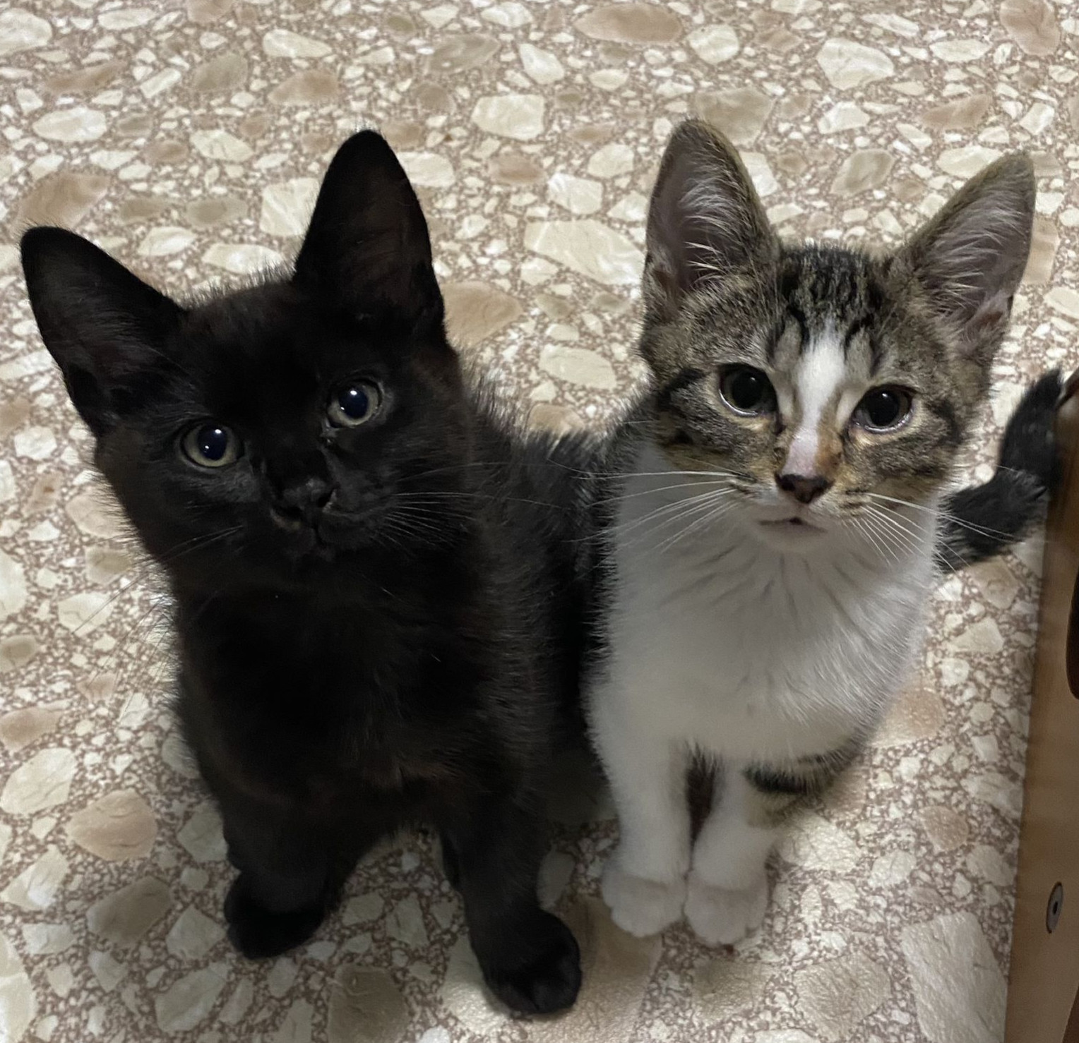 Cat for adoption - Hawai'i and Kaho'olawe (bonded pair), a