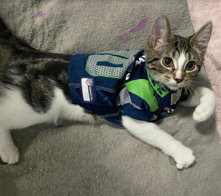 cat seahawks jersey