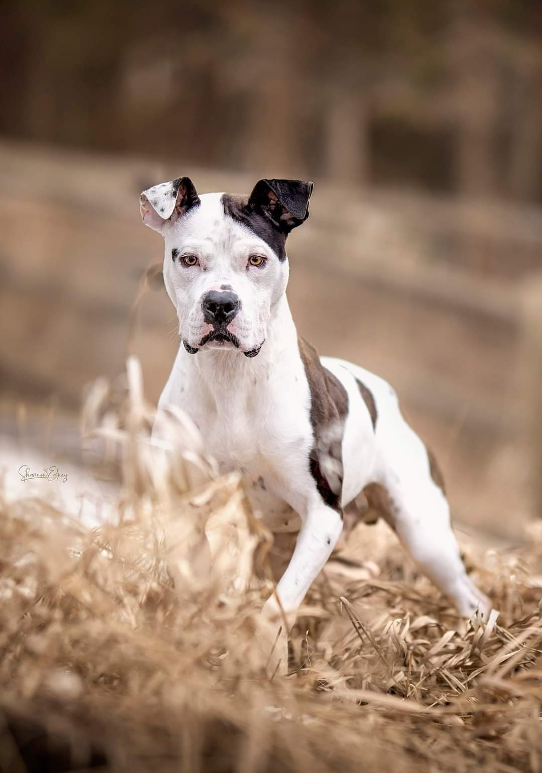 Buddy (Famous), an adoptable Pit Bull Terrier in Arlee, MT, 59821 | Photo Image 2
