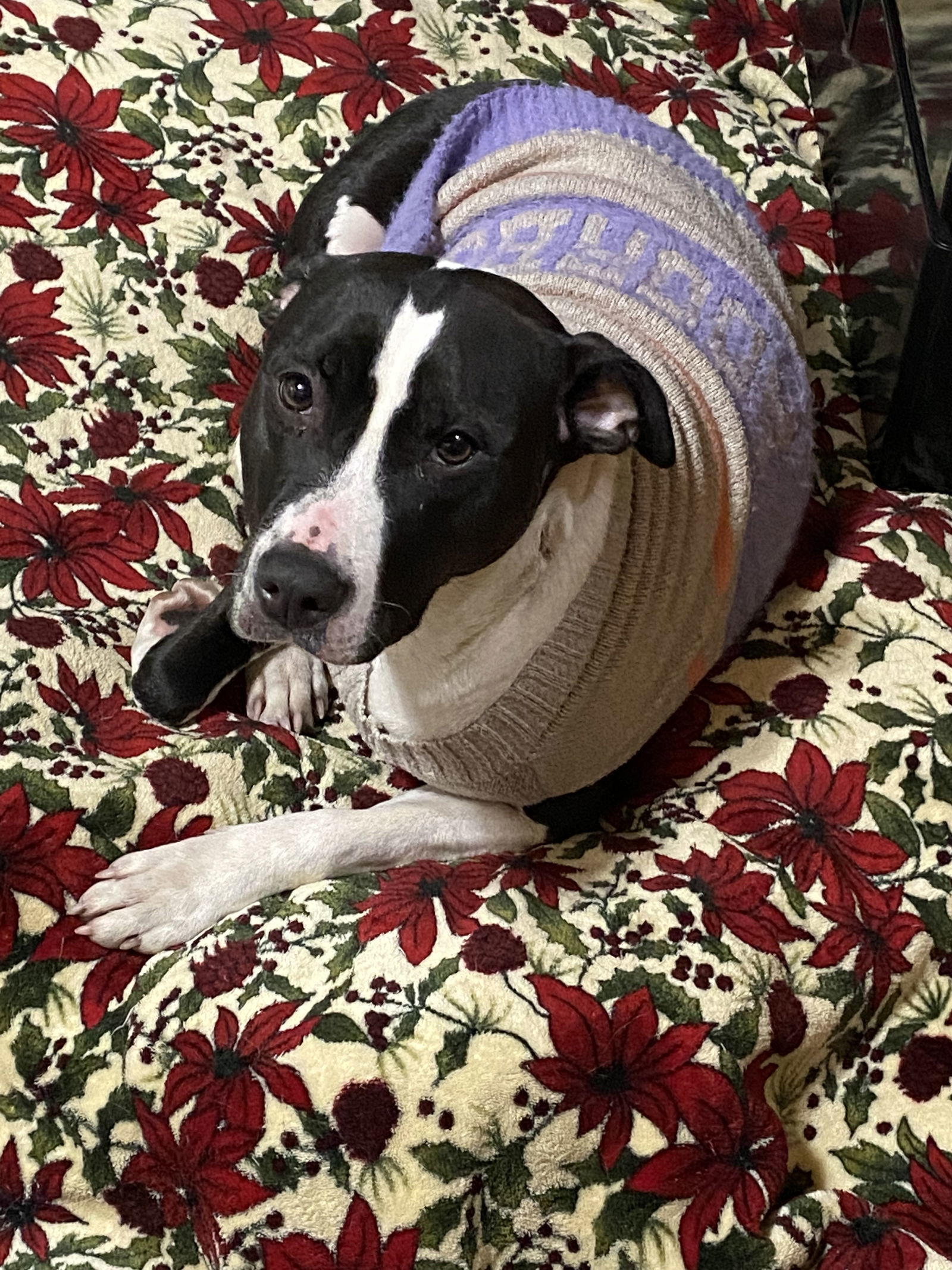 Faye, an adoptable Pit Bull Terrier in Livonia, MI, 48152 | Photo Image 1