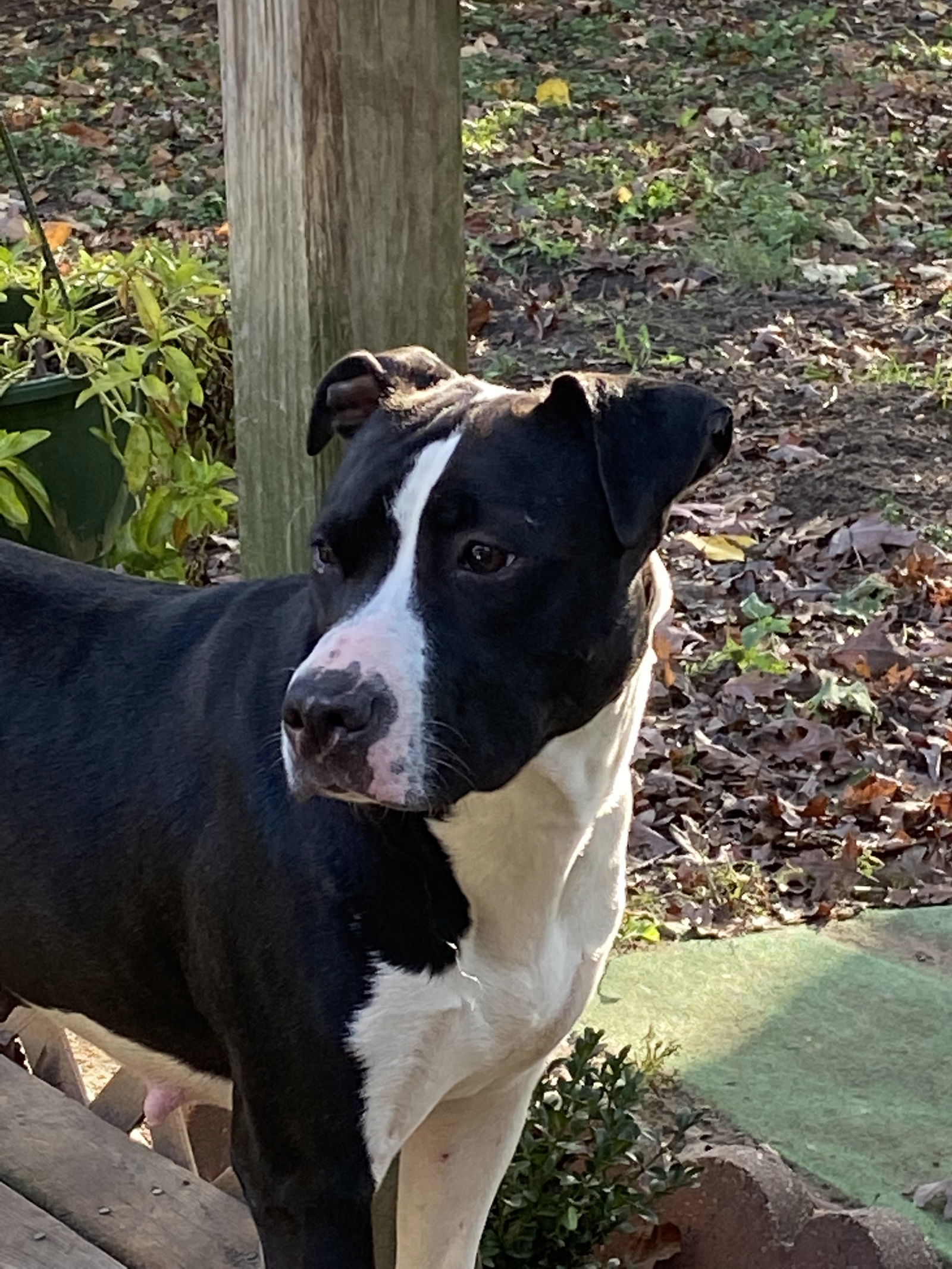 Faye, an adoptable Pit Bull Terrier in Livonia, MI, 48152 | Photo Image 2