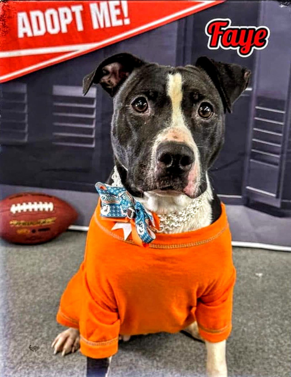 Faye, an adoptable Pit Bull Terrier in Livonia, MI, 48152 | Photo Image 3