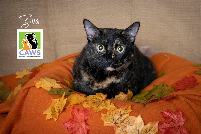 Ziva, an adoptable Domestic Short Hair in Salt Lake City, UT, 84117 | Photo Image 1