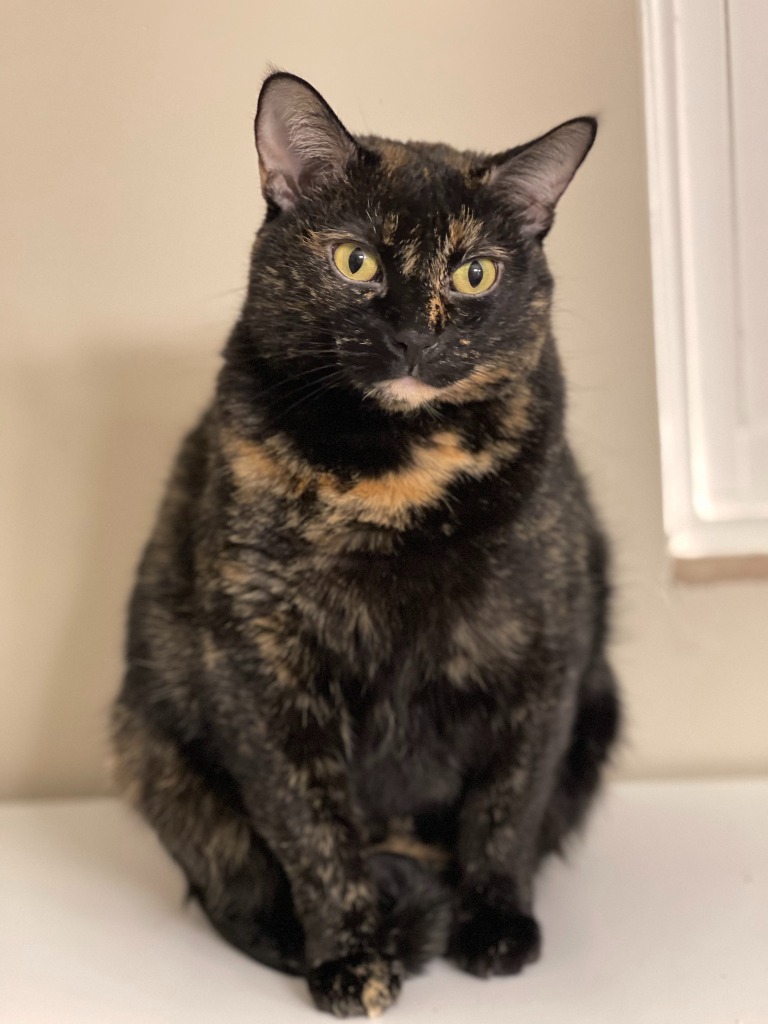 Ziva, an adoptable Domestic Short Hair in Salt Lake City, UT, 84117 | Photo Image 2