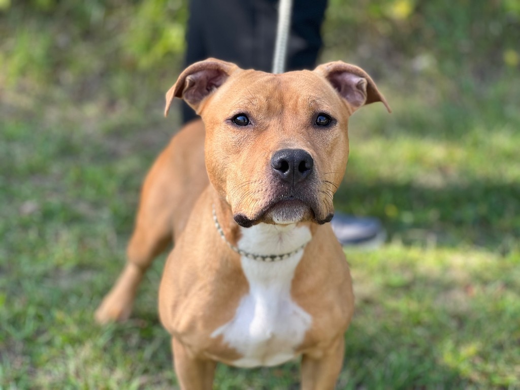 Remi2, an adoptable Mixed Breed in Muskegon, MI, 49442 | Photo Image 1