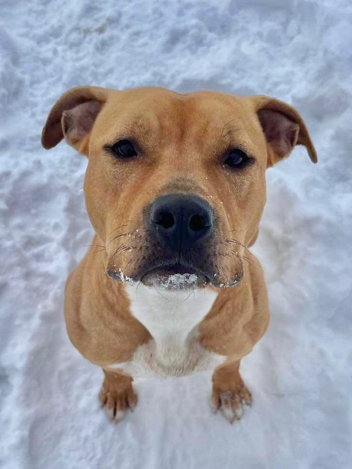Remi2, an adoptable Mixed Breed in Muskegon, MI, 49442 | Photo Image 2