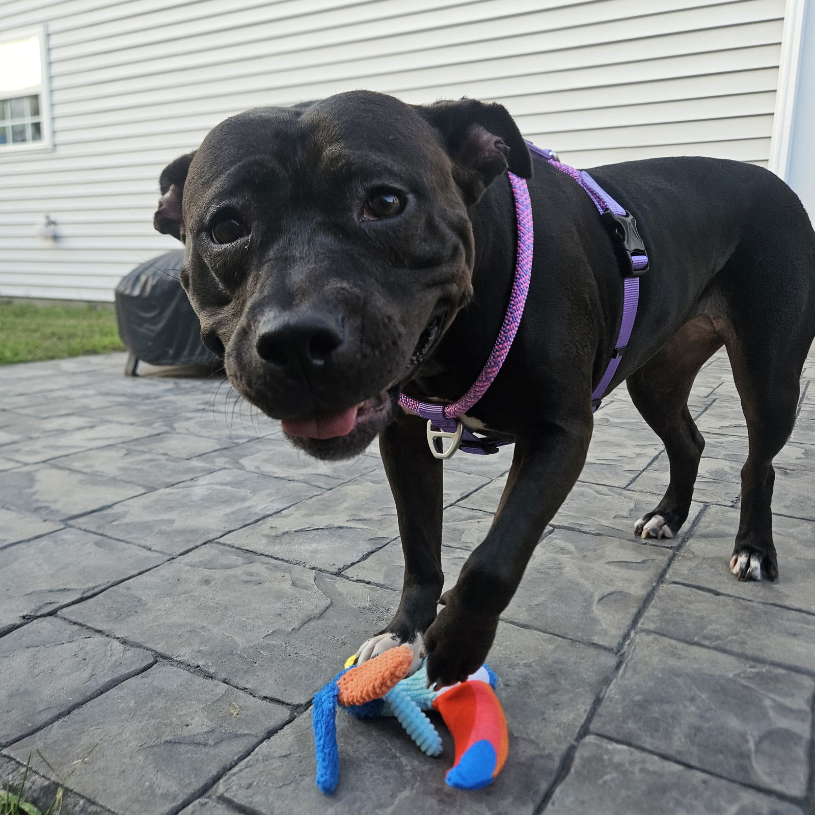 2309-0632 Mama Bear AKA Athena (Off Site Foster), an adoptable Pit Bull Terrier in Virginia Beach, VA, 23451 | Photo Image 1