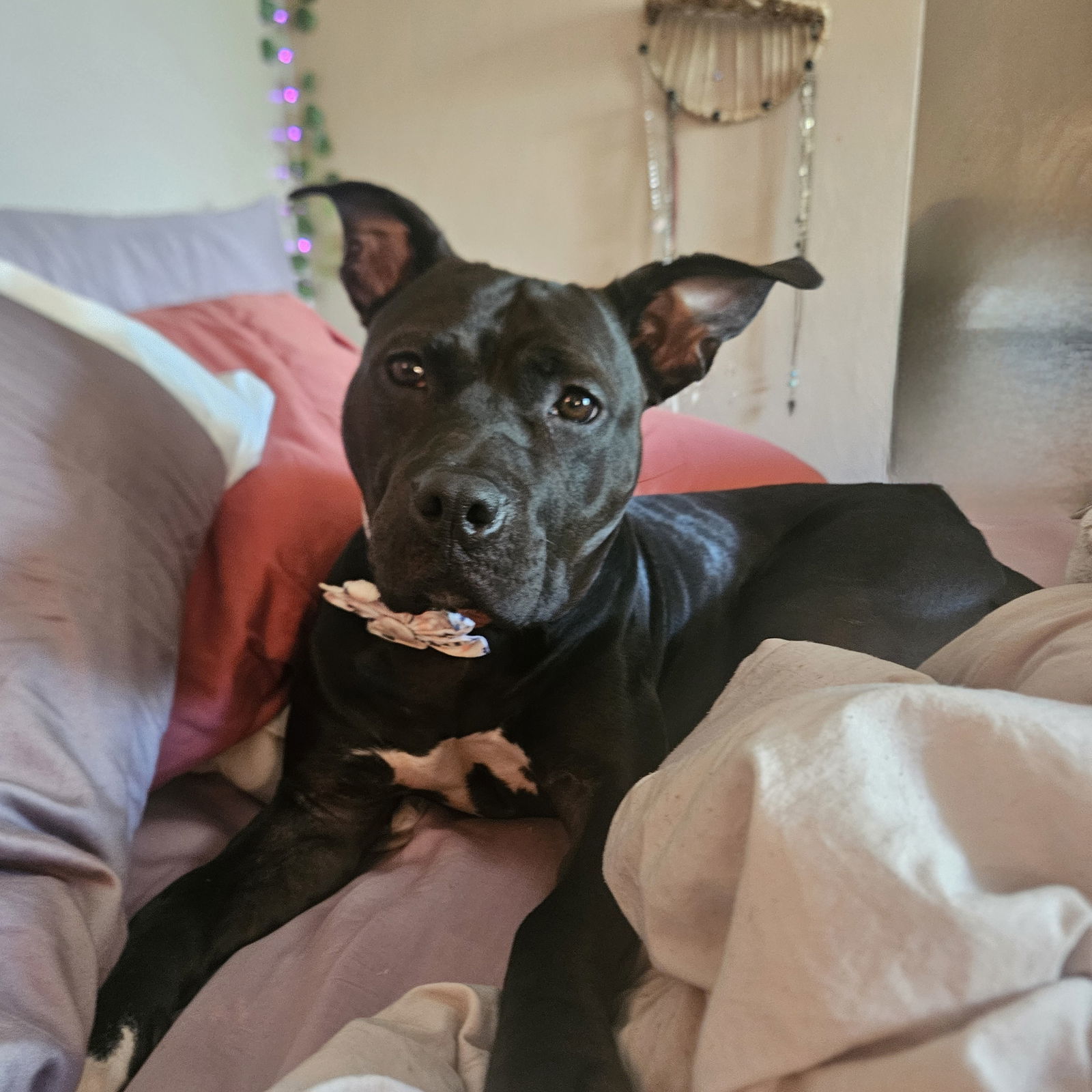 2309-0632 Mama Bear AKA Athena (Off Site Foster), an adoptable Pit Bull Terrier in Virginia Beach, VA, 23451 | Photo Image 3