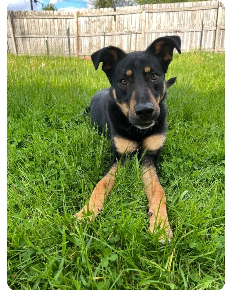 JoJo, an adoptable German Shepherd Dog in Fredonia, WI, 53021 | Photo Image 1