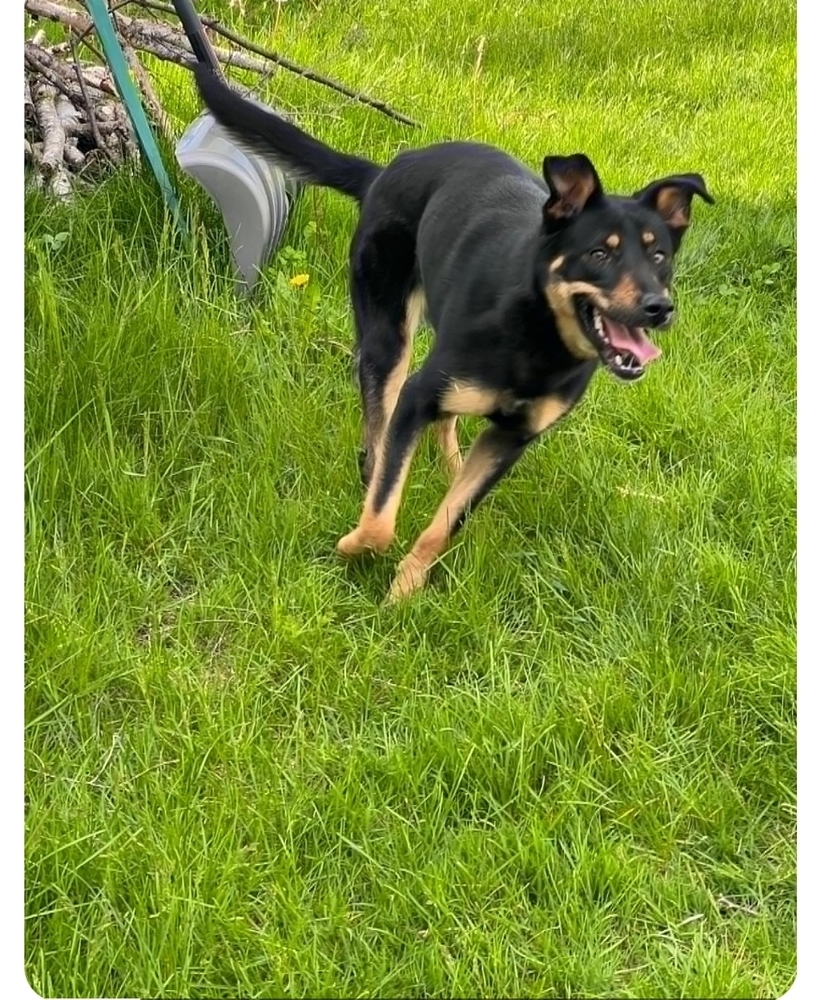 JoJo, an adoptable German Shepherd Dog in Fredonia, WI, 53021 | Photo Image 2