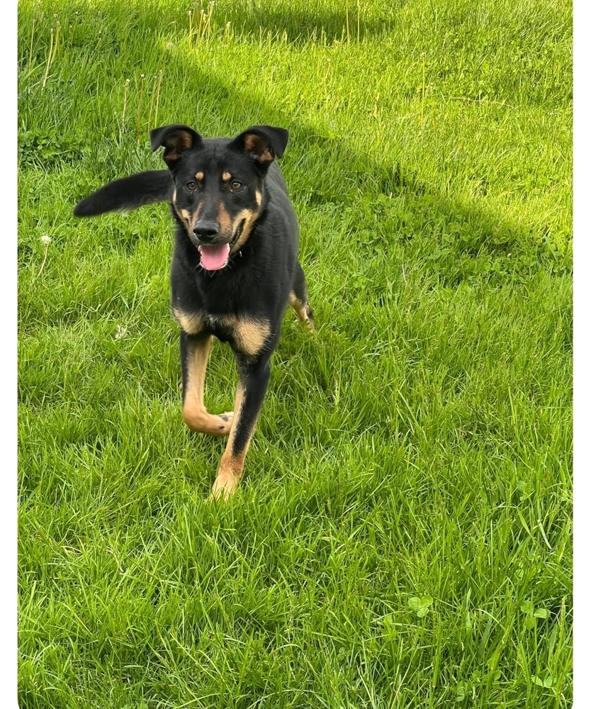 JoJo, an adoptable German Shepherd Dog in Fredonia, WI, 53021 | Photo Image 3