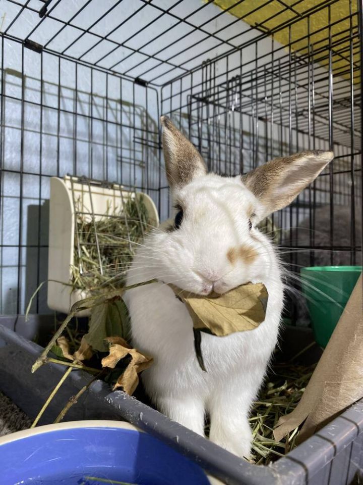 Rabbit for adoption Tito GP38 a Dwarf Mix in Dallas PA