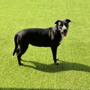Luna 0027, Adult Female Mixed Breed