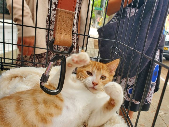 Cat for adoption - Orange Tang Rocky Boxer kitty!, an American Shorthair in  Manhattan Beach, CA