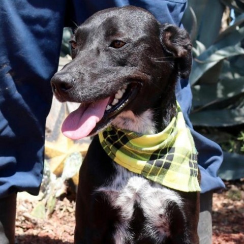 Laila aka Quintana JuM*, an adoptable Australian Cattle Dog / Blue Heeler, Whippet in Austin, TX, 78701 | Photo Image 5