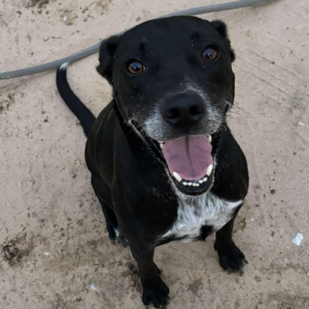 Laila aka Quintana JuM*, an adoptable Australian Cattle Dog / Blue Heeler, Whippet in Austin, TX, 78701 | Photo Image 5