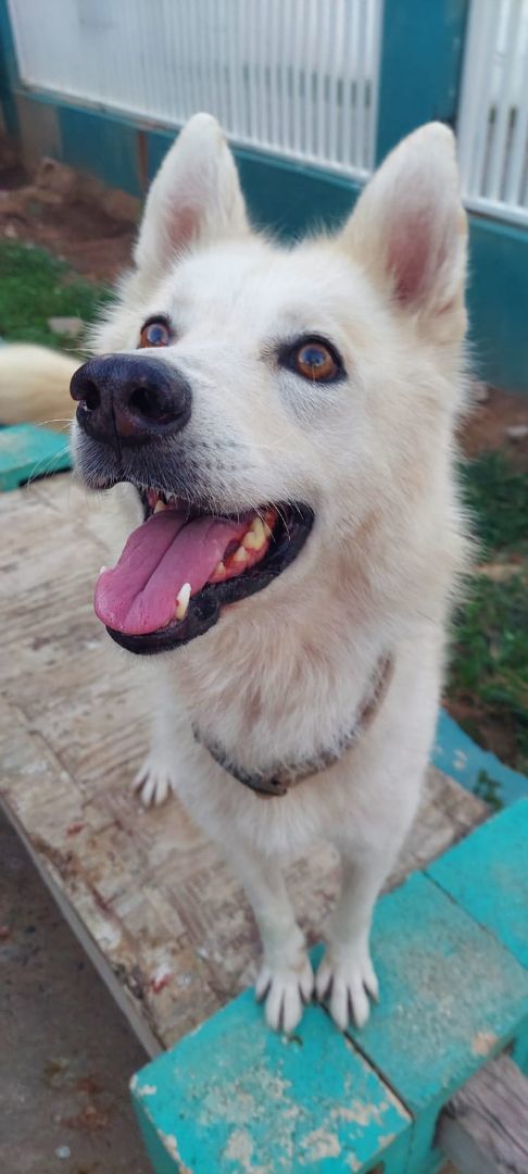 Athena , an adopted Husky in Loiza, PR_image-2