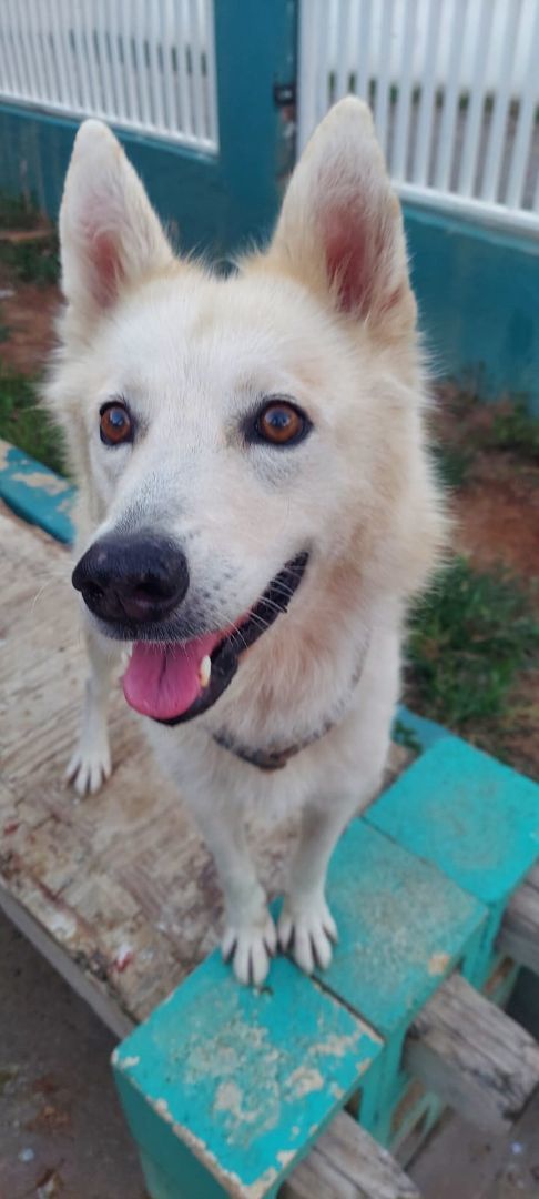 Athena , an adopted Husky in Loiza, PR_image-6