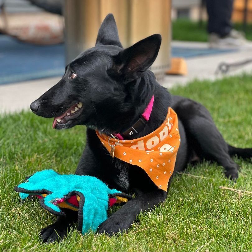 Ebony, an adoptable Shepherd, Black Labrador Retriever in Bend, OR, 97701 | Photo Image 2