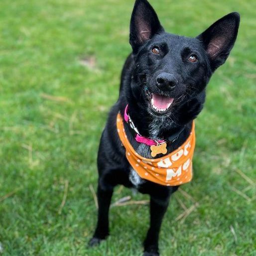 Ebony, an adoptable Shepherd, Black Labrador Retriever in Bend, OR, 97701 | Photo Image 1