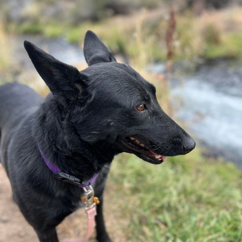 Ebony, an adoptable Shepherd, Black Labrador Retriever in Bend, OR, 97701 | Photo Image 4
