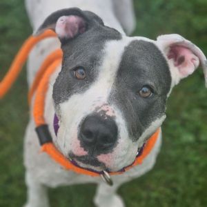 Dog for adoption - Hank, a Mixed Breed in Youngstown, OH