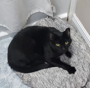 Hey there Im Foxy Im a male black cat medium energy lounge cat whos all about the nap life You
