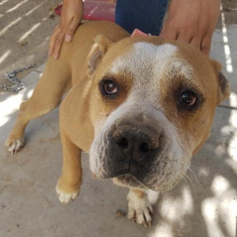 Baby, an adoptable Mixed Breed in Las Cruces, NM, 88012 | Photo Image 2