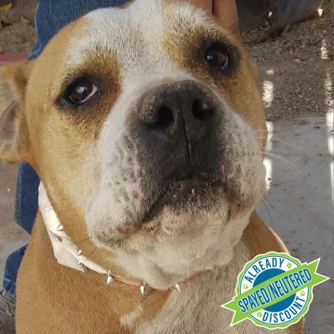 Baby, an adoptable Mixed Breed in Las Cruces, NM, 88012 | Photo Image 3