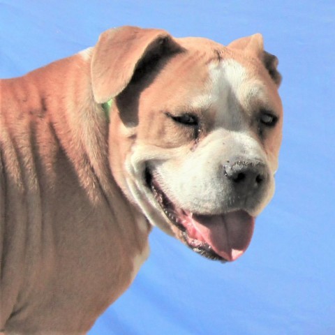 Baby, an adoptable Mixed Breed in Las Cruces, NM, 88012 | Photo Image 5