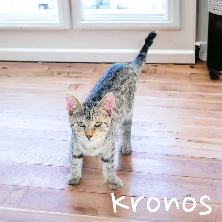 Kronos, an adoptable Domestic Short Hair in Nashville, GA, 31639 | Photo Image 2