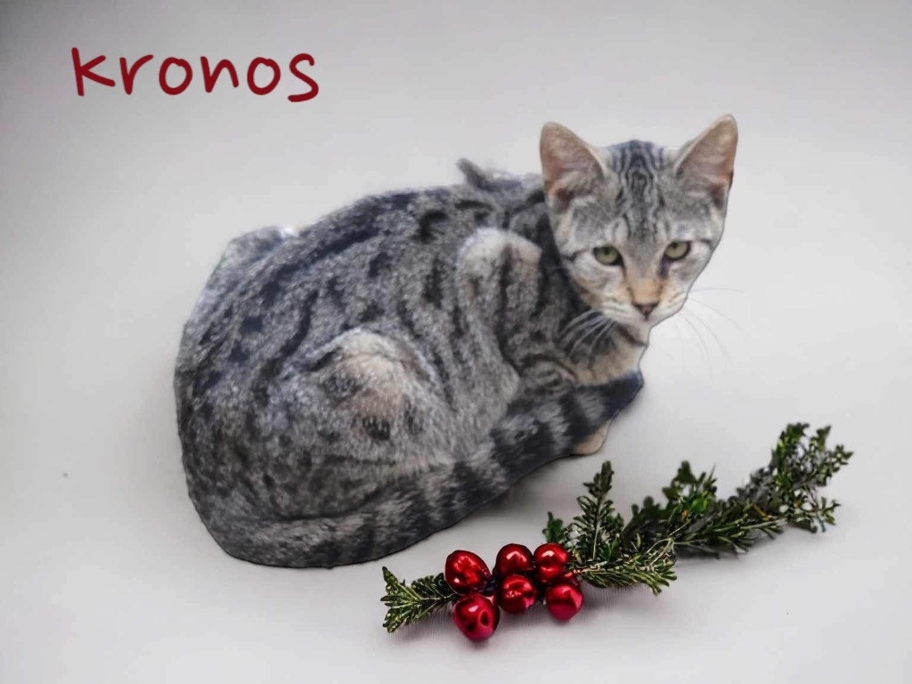 Kronos, an adoptable Domestic Short Hair in Nashville, GA, 31639 | Photo Image 3