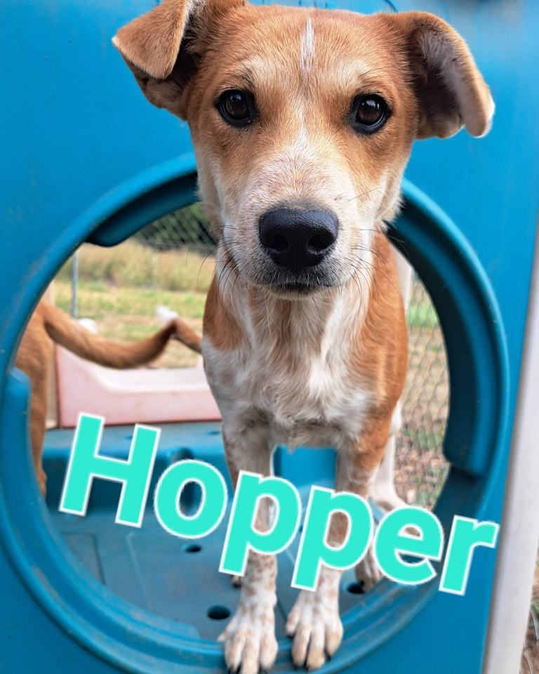 Hopper, an adoptable Australian Cattle Dog / Blue Heeler in Silverton, OR, 97381 | Photo Image 1