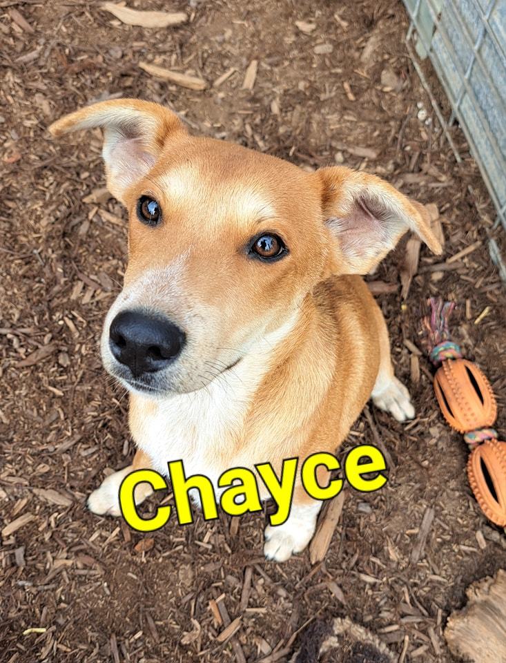 Chayce, an adoptable Australian Cattle Dog / Blue Heeler in Silverton, OR, 97381 | Photo Image 1