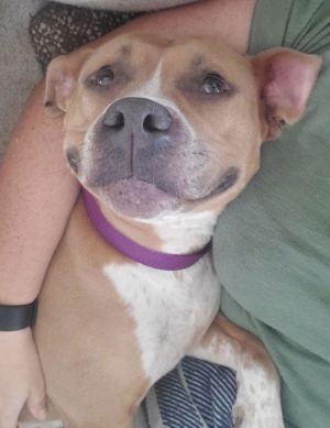 Adora, Adult Female Pit Bull Terrier