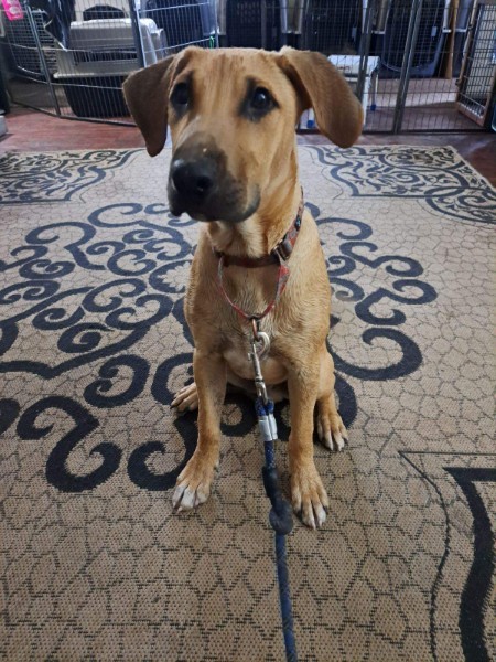 Marty, an adoptable Black Mouth Cur in Silverton, OR, 97381 | Photo Image 3