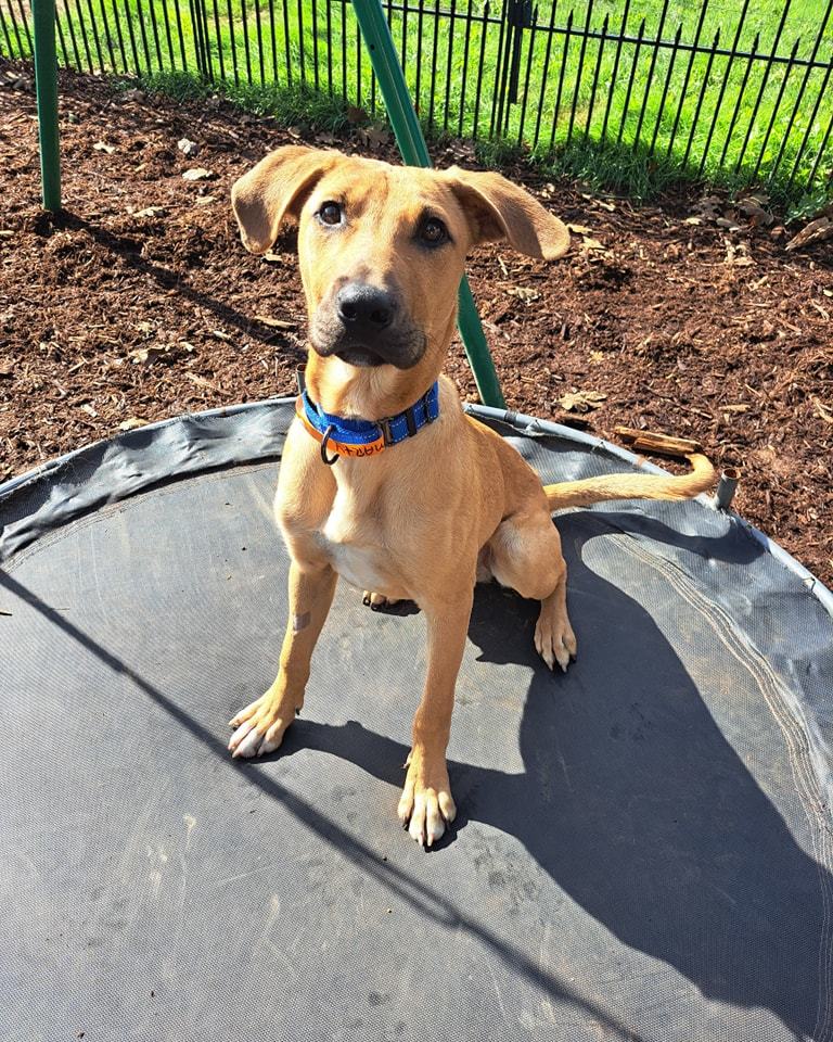 Marty, an adoptable Black Mouth Cur in Silverton, OR, 97381 | Photo Image 4