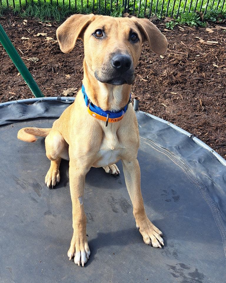 Marty, an adoptable Black Mouth Cur in Silverton, OR, 97381 | Photo Image 1
